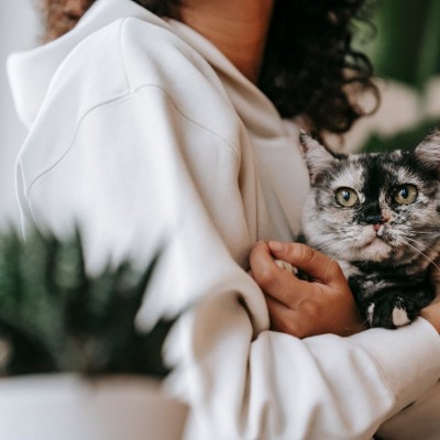 Who Gets the Cat? Pet Custody Changes to BC’s Family Law Act